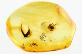 Detailed Fossil Spider (Araneae) In Baltic Amber #346647-1